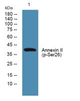 Annexin II (phospho Ser26) Polyclonal Antibody