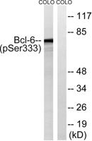 Bcl-6 (phospho Ser333) Polyclonal Antibody