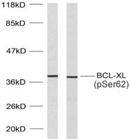 Bcl-x (phospho Ser62) Polyclonal Antibody