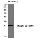 Bcl-x (phospho Thr47) Polyclonal Antibody