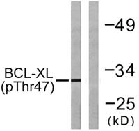 Bcl-x (phospho Thr47) Polyclonal Antibody