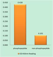 Bim (phospho Ser59) Polyclonal Antibody