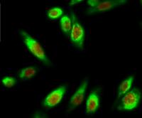 MDM2 (phospho Ser166) Polyclonal Antibody