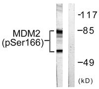 MDM2 (phospho Ser166) Polyclonal Antibody