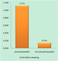 MDMX (phospho Ser367) Polyclonal Antibody