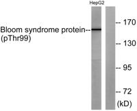 BLM (phospho Thr99) Polyclonal Antibody