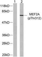 MEF-2 (phospho Thr312) Polyclonal Antibody