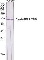 MEF-2 (phospho Thr319) Polyclonal Antibody