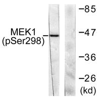 MEK-1 (phospho Ser298) Polyclonal Antibody