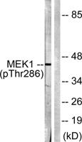 MEK-1 (phospho Thr286) Polyclonal Antibody