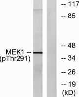 MEK-1 (phospho Thr292) Polyclonal Antibody