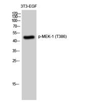 MEK-1 (phospho Thr386) Polyclonal Antibody