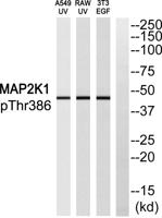 MEK-1 (phospho Thr386) Polyclonal Antibody