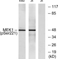 MEK-1/2 (phospho Ser222/226) Polyclonal Antibody