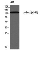 Bmx (phospho Tyr566) Polyclonal Antibody