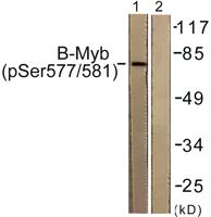 B-Myb (phospho Ser577) Polyclonal Antibody