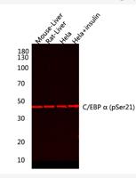 C/EBP α (phospho Ser21) Polyclonal Antibody