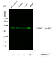 C/EBP α (phospho Ser21) Polyclonal Antibody