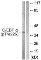 C/EBP α (phospho Thr226) Polyclonal Antibody