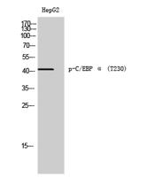 C/EBP α (phospho Thr230) Polyclonal Antibody