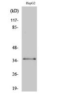 C/EBP β (phospho Thr235) Polyclonal Antibody