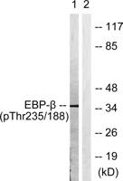 C/EBP β (phospho Thr235) Polyclonal Antibody