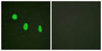 C/EBP ε (phospho Thr74) Polyclonal Antibody