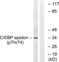 C/EBP ε (phospho Thr74) Polyclonal Antibody