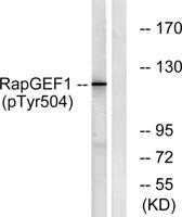 C3G (phospho Tyr504) Polyclonal Antibody