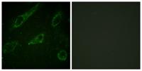 c-Abl (phospho Tyr245) Polyclonal Antibody