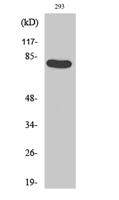 Caldesmon (phospho Ser789) Polyclonal Antibody