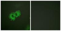 Caldesmon (phospho Ser789) Polyclonal Antibody