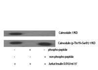 Calmodulin-1 (phospho Thr80/S82) Polyclonal Antibody