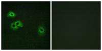 Calmodulin-1 (phospho Thr80/S82) Polyclonal Antibody