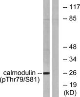 Calmodulin-1 (phospho Thr80/S82) Polyclonal Antibody