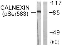 Calnexin (phospho Ser583) Polyclonal Antibody