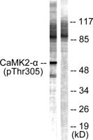 CaMKIIα/β/δ (phospho Thr305) Polyclonal Antibody