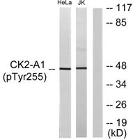 Casein Kinase IIα (phospho Tyr255) Polyclonal Antibody