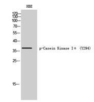 Casein Kinase Iα (phospho Tyr294) Polyclonal Antibody