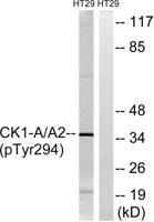 Casein Kinase Iα (phospho Tyr294) Polyclonal Antibody