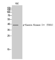 Casein Kinase Iα (phospho Thr321) Polyclonal Antibody