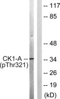 Casein Kinase Iα (phospho Thr321) Polyclonal Antibody