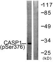 Caspase-1 (phospho Ser376) Polyclonal Antibody