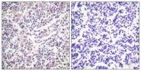 Caspase-3 (phospho Ser150) Polyclonal Antibody