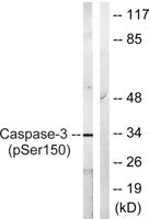 Caspase-3 (phospho Ser150) Polyclonal Antibody