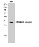 Caspase-6 (phospho Ser257) Polyclonal Antibody