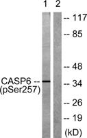 Caspase-6 (phospho Ser257) Polyclonal Antibody