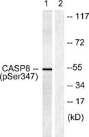 Caspase-8 (phospho Ser347) Polyclonal Antibody