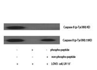 Caspase-8 (phospho Tyr380) Polyclonal Antibody