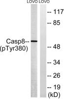 Caspase-8 (phospho Tyr380) Polyclonal Antibody